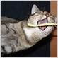 cat ate a piece of dental floss