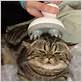 cat electric toothbrush massage