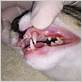 cat gum disease pictures