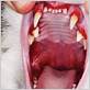 cat gum disease stomatitis