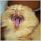 cat may have eaten dental floss