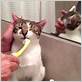 cat that sounds like an electric toothbrush