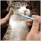 cat toothbrush gif