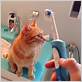 cat with electric toothbrush