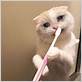 cat with toothbrush meme