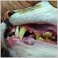 cats with tooth and gum disease