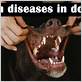 cbd is great for dogs gum disease