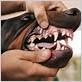 coconut oil for gum disease in dogs