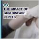 could gum disease make a dog thirsty