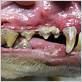 degenerative gum disease in cats