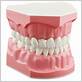 dental model teeth