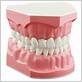 dental mouth model to brush and floss