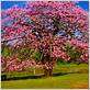 dental silk floss tree