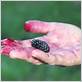 do blackberries stain
