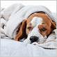 do dogs get colds and flu