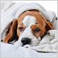 do dogs get flu or colds