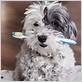 do dogs need a special toothbrush