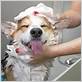 do you bathe a dog before grooming