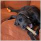 does chewing help dog's dental health