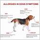 dog allergy symptoms skin