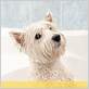 dog bath tips