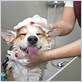 dog bathing and grooming