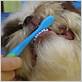 dog bites toothbrush