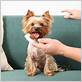 dog breeds most prone to gum disease