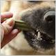 dog eating dental chew