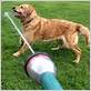 dog garden hose