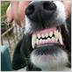 dog germs on dental floss