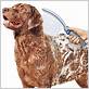 dog grooming shower attachment