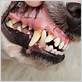 dog gum disease smell