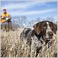 dog hunting dog