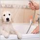 dog in the shower