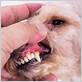 dog not eating gum disease