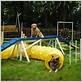 dog on obstacle course