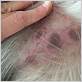 dog scabs on belly