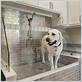 dog showers for home