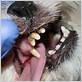 dog stopped eating dental chews