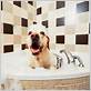 dog taking a shower