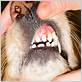 dog toothpaste gum disease