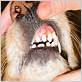 dogs gum disease