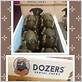 dozers dental chews frog