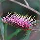 elephant toothbrush plant