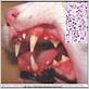 feline gum & mouth disease lymphocytic plasmacytic gingivitis stomatitis