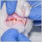 feline gum disease in home treatment