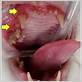 feline gum disease stomatitis