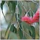 flowering gum tree diseases australia