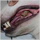 foul breath gum disease dogs